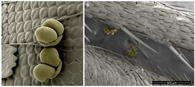 Modern approaches for leveraging biodiversity collections to understand change in plant-insect interactions